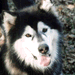 Nanook