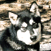 Sampson